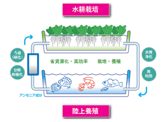 アクアポニックス