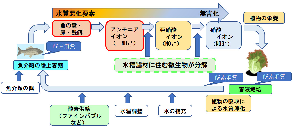「いのちの湧水」での物質(有機物)循環の仕組み