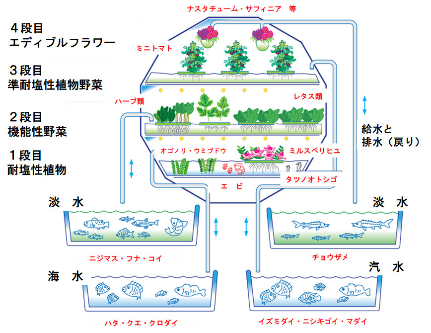 栽培植物と養殖魚類等の組み合わせ