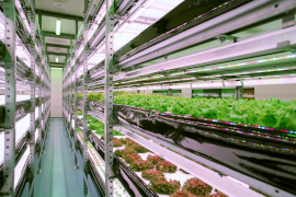 植物工場システム【楽天ソシオビジネス株式会社様】