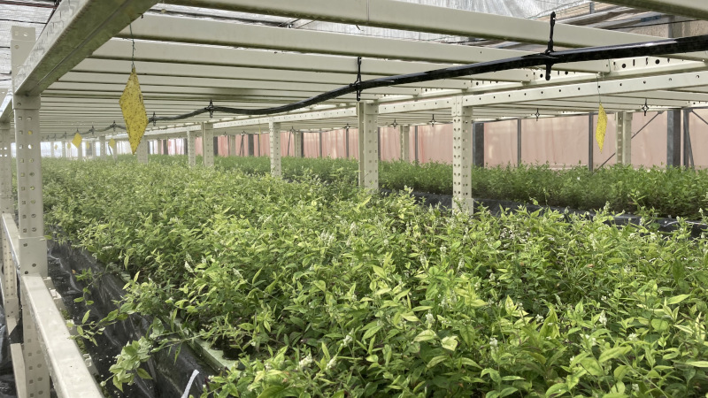 薬事日報に当社を含む研究グループが水耕栽培に成功した薬用植物「ヒロハセネガ」の記事が掲載されました